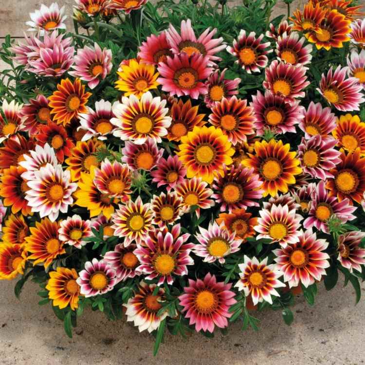 blommor-sol-gazanie-nyanser-rosa-orange-torka-resistent-lättskött