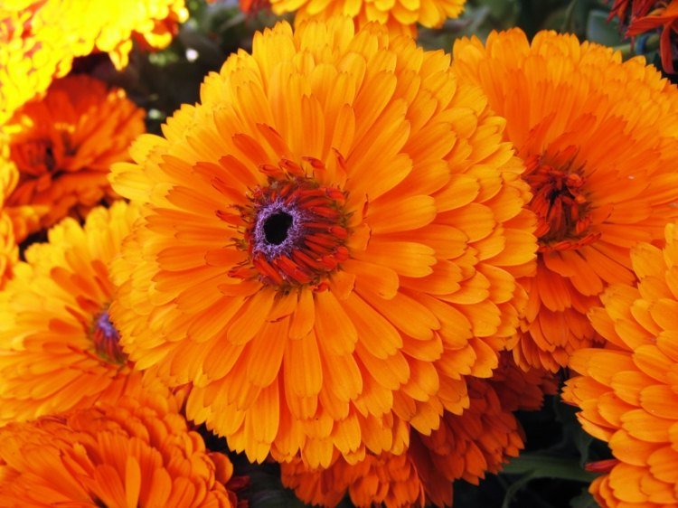 blommor-sol-ringblomma-calendula-sommar-värmestimulering