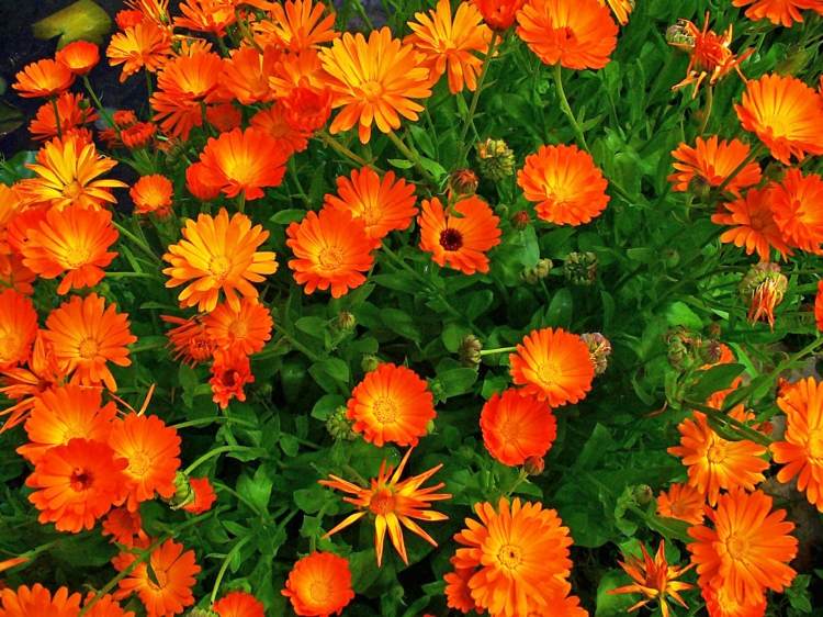 blommor-sol-ringblomma-apelsin-blomma-klassisk-rabatt