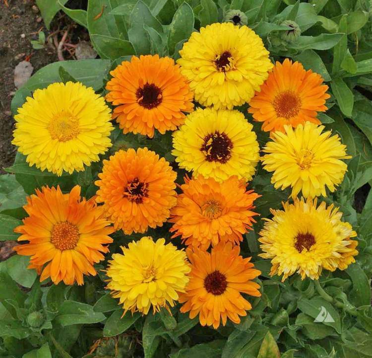 blommor-sol-gul-orange-ringblomma-klassisk-växt-säng-design