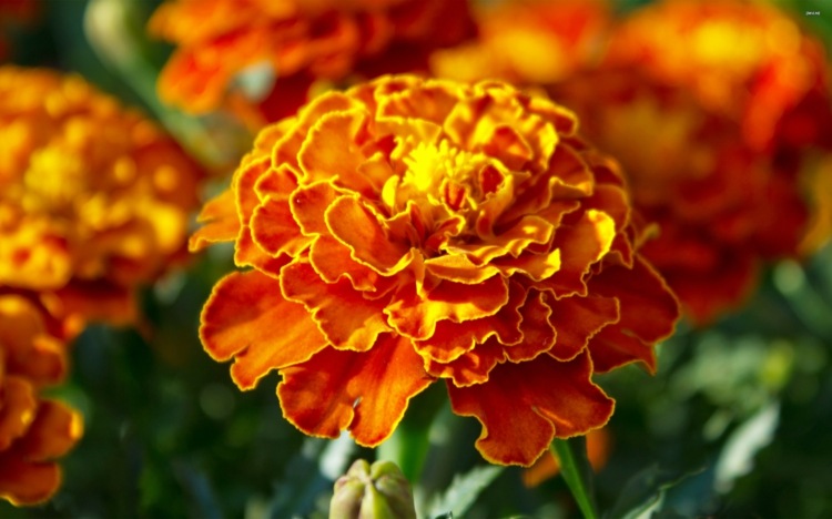 Blommor-sol-student-blomma-hybrid-växter-naturlig-trädgård-inspiration