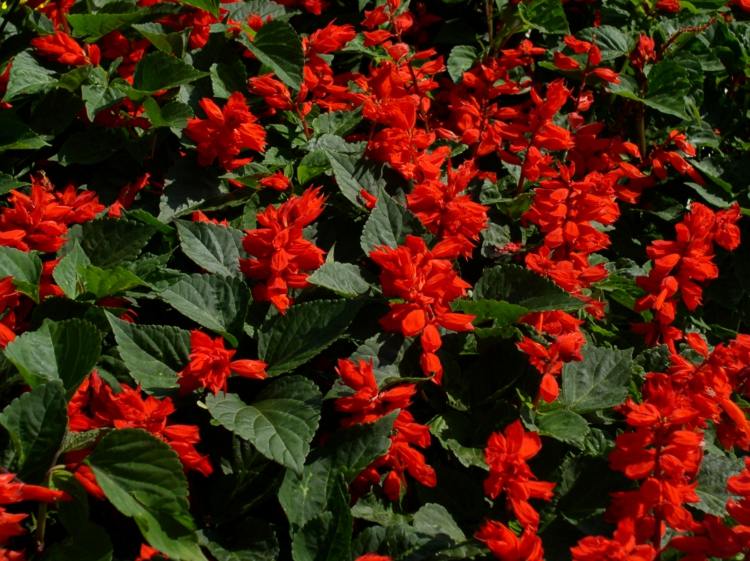 blommor-sol-salvia-röd-medicin-årlig-växt-flerårig