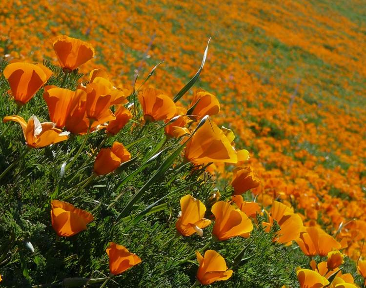 blommor-sol-kalifornien-vallmo-apelsin-romantisk-landskap-dekorera