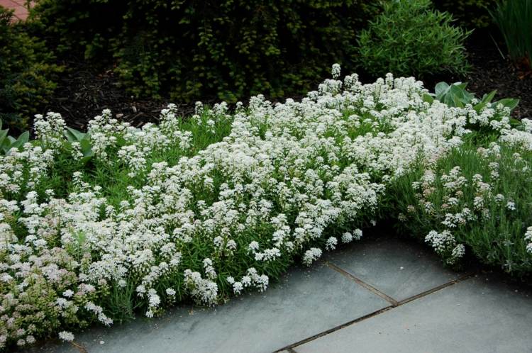blommor-sol-iberis-candytuft-vit-rabatt-garteweg-terrass