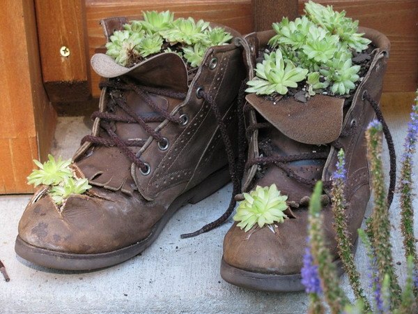 plantera gamla skor idéer succulenter dekoration trädgård