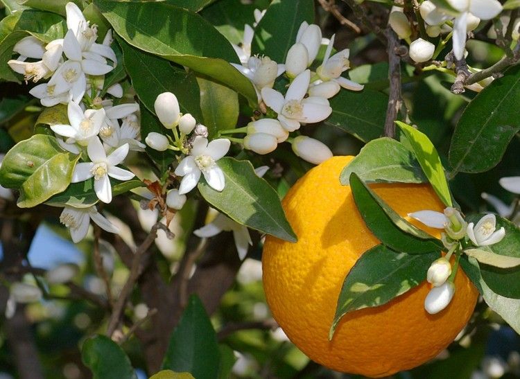 apelsin citrus träd frukt blommor med doftande vita blommor
