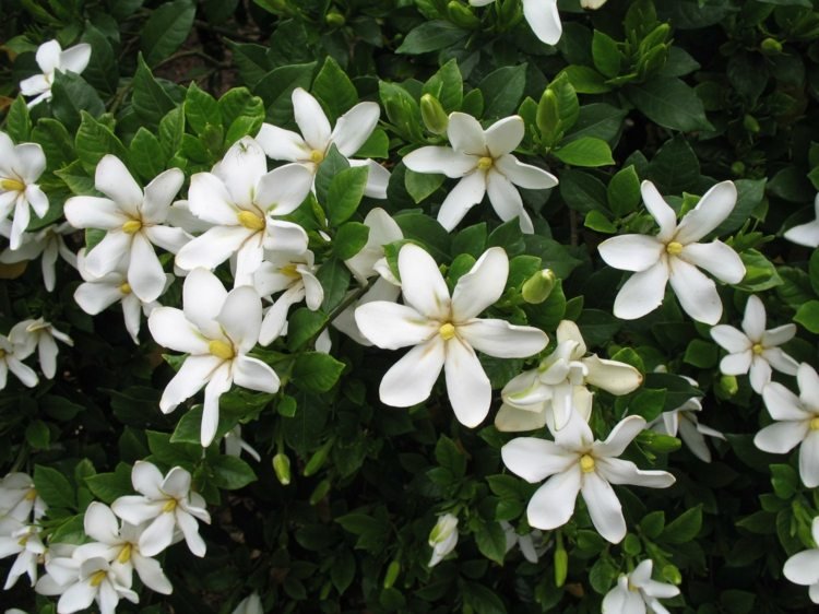 gardenia vita blommor doft trädgård växter vård