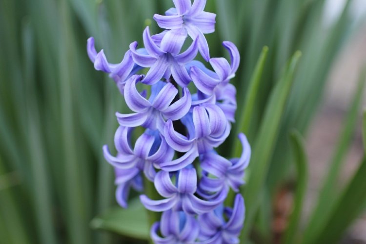 hyacint vårblomma doft blå växter trädgård