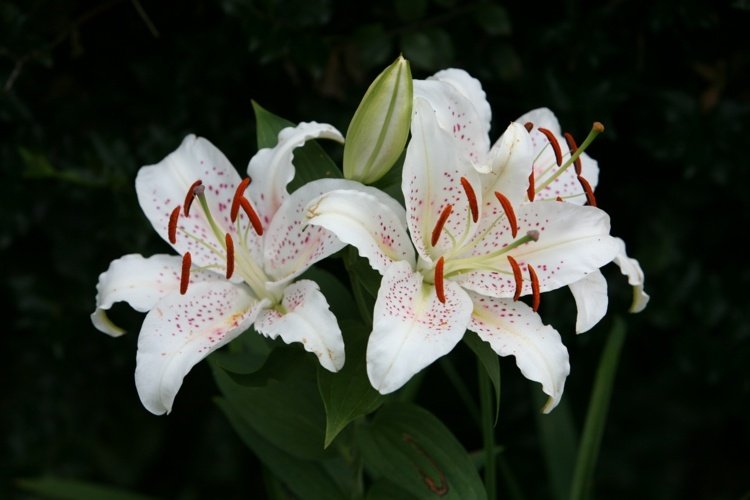 Lilja vita blommor doftande trädgårdsknopp