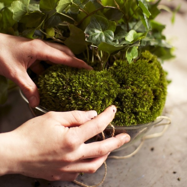 Blomma utan att hänga upp en planter