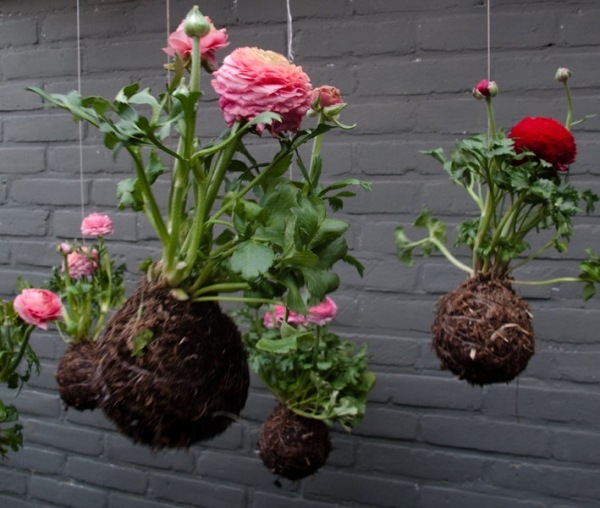 Designtips Hängande blommor trädgård