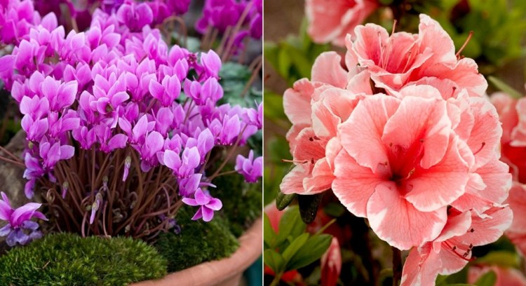 Blommetyper listar cyklamen i rosa och azalea i lax
