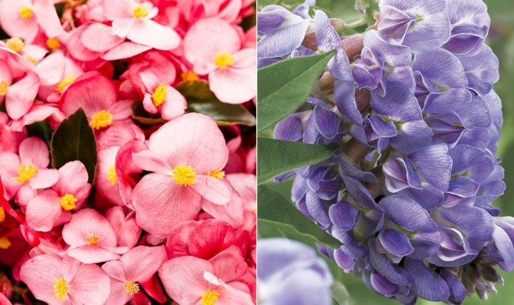 Lista över blomsterarter för trädgårdar och rum Begonia och blåregn