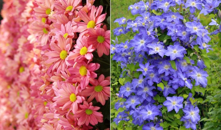 Blomsterlista med tips om vård av krysantemum och clematis