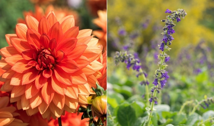 Blomsterlista från A till Z Dahlia i apelsin och drakens mun