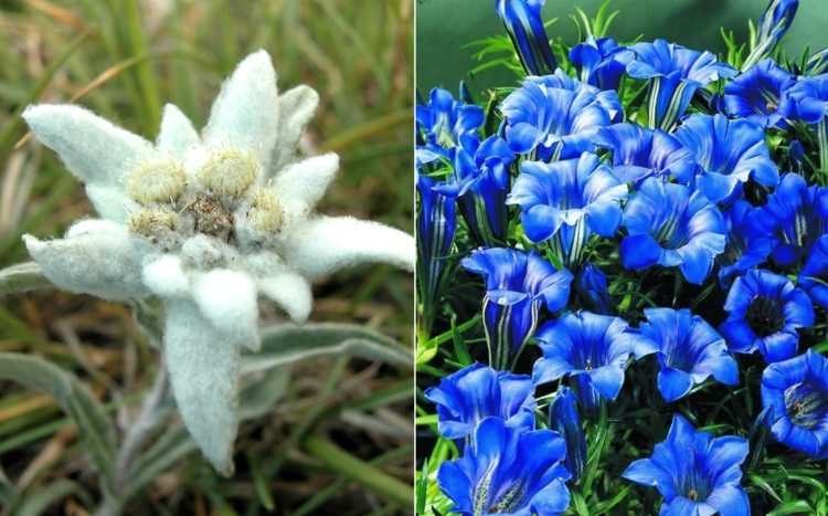 Översikt över blommor med edelweiss för trädgården och blå gentian