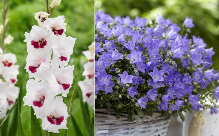 Listor över vackra trädgårdsblommor och potatis gladiolus och klockblomma