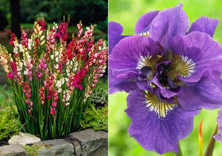 vackra Iris och Ixia med bilder som idé för plantering