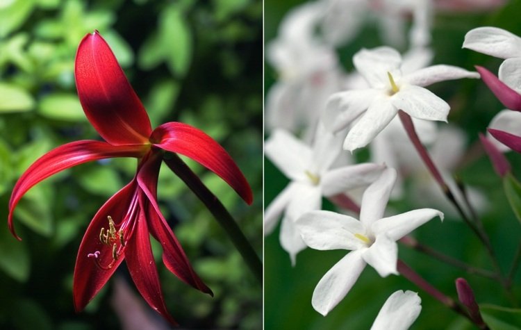 exotiska växter för trädgårdsbädden med jacoblilja och jasmin