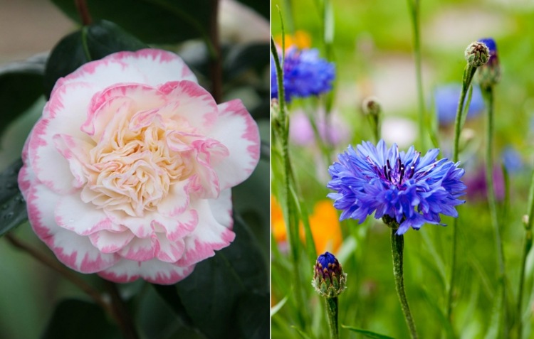 Kamelia och majsblomma i en lista med skötseltips och bilder