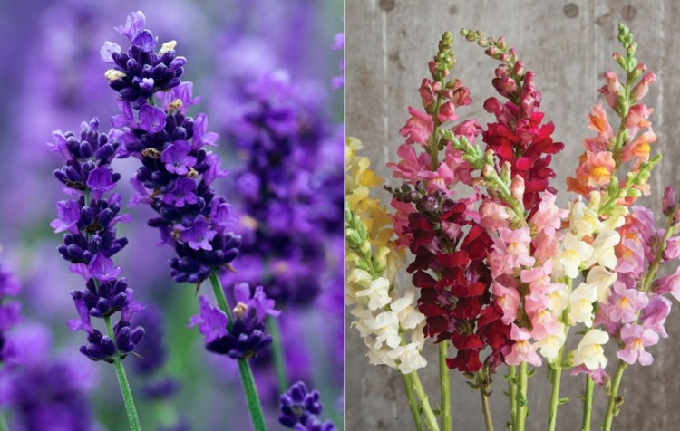 Ta hand om romantisk lavendel och snapdragon i olika färger ordentligt