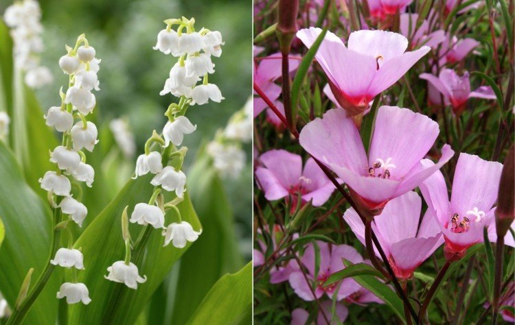 Liljekonvalj och mandelros som lättskötta blommor i sängen