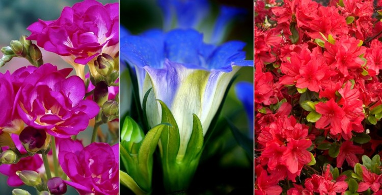 Blomsterlista Freesia i rött, gentian i blått och azalea i rosa