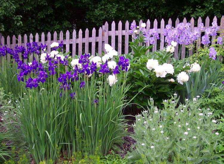 vita och lila blommor och perenner för trädgården