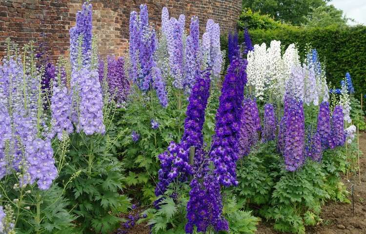 vilka stauder för rabatten lila vit delphinium