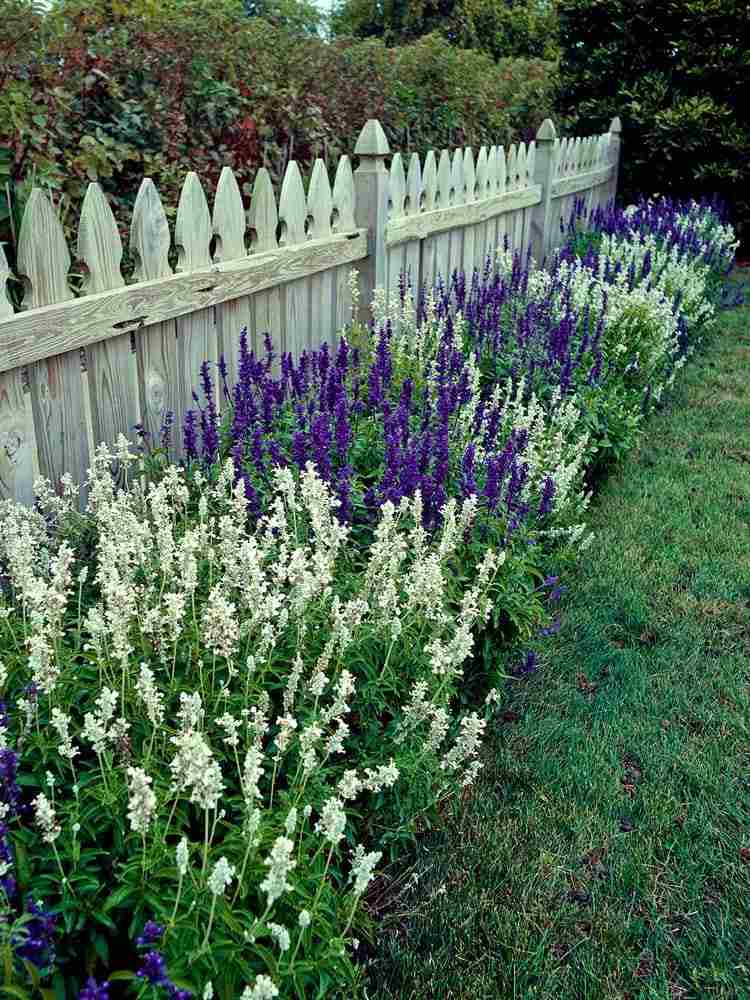 Salvia rabatt i den lila vita trädgården