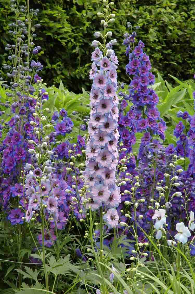 lila blommande perenner för trädgården delphinium