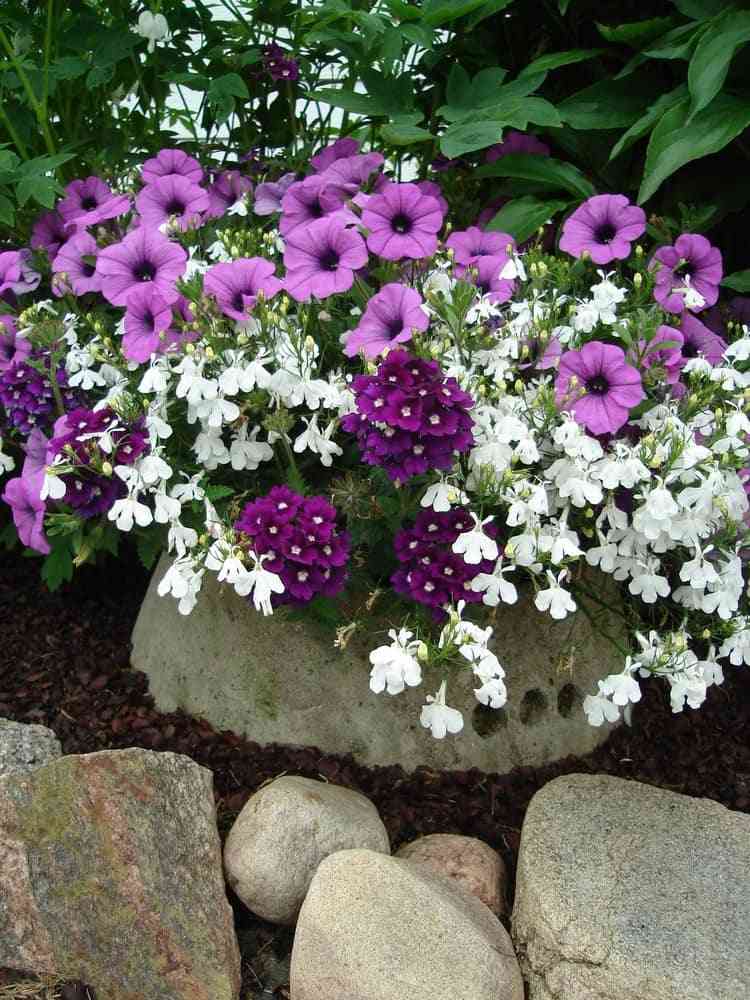 Petunias lobelia och verbenas för rabatten i lila och vitt