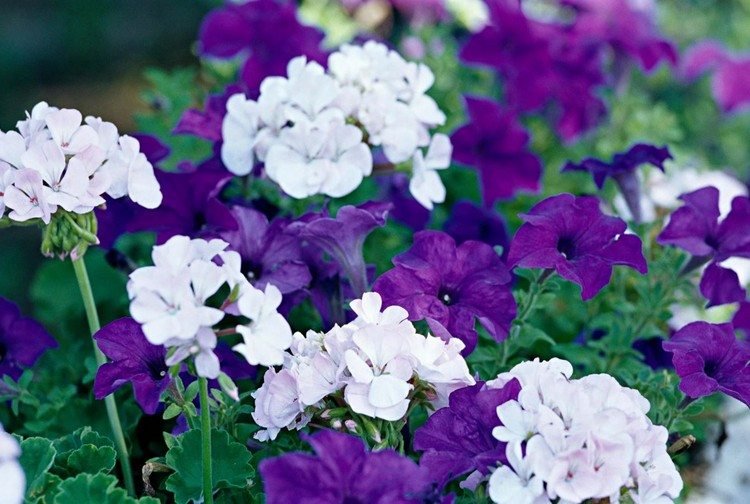 Blombädd av lila vit plantering med pelargoner och petunior