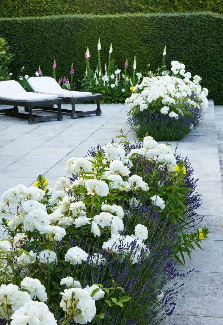 Flowerbed lavendel mark täcka rosor lila vit färgkombination