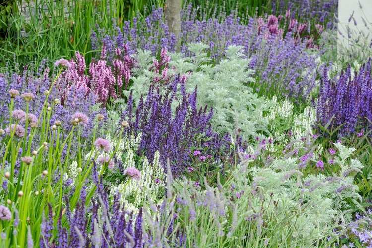 Naturlig trädgårdsrabatt i lila och vit lavendel