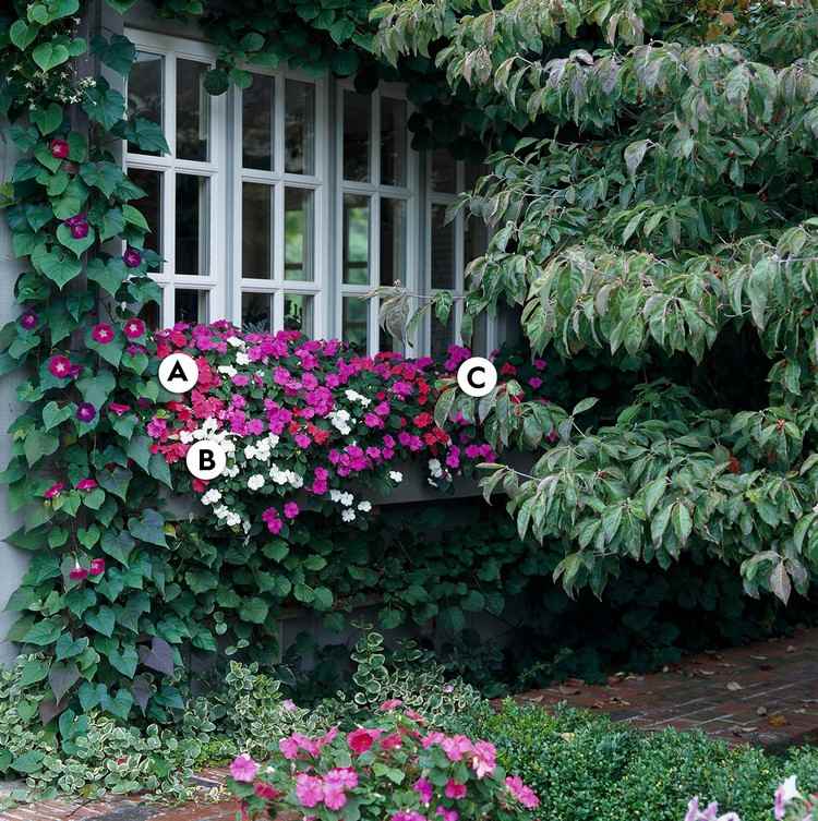 Växt balkonglådor i skuggan kombinerar blommor och murgröna