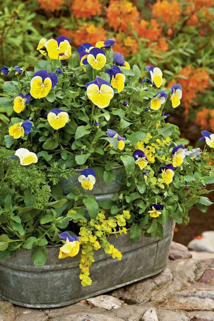 Skugga blommor för att plantera violer i en fönsterlåda