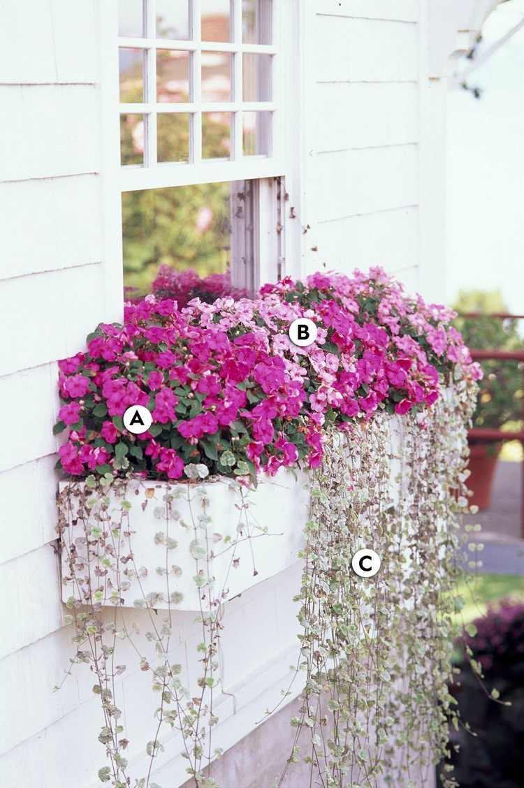 Plantera en blomsterlåda för skugga med blommor som upptagen ödlor och växter som silverregn