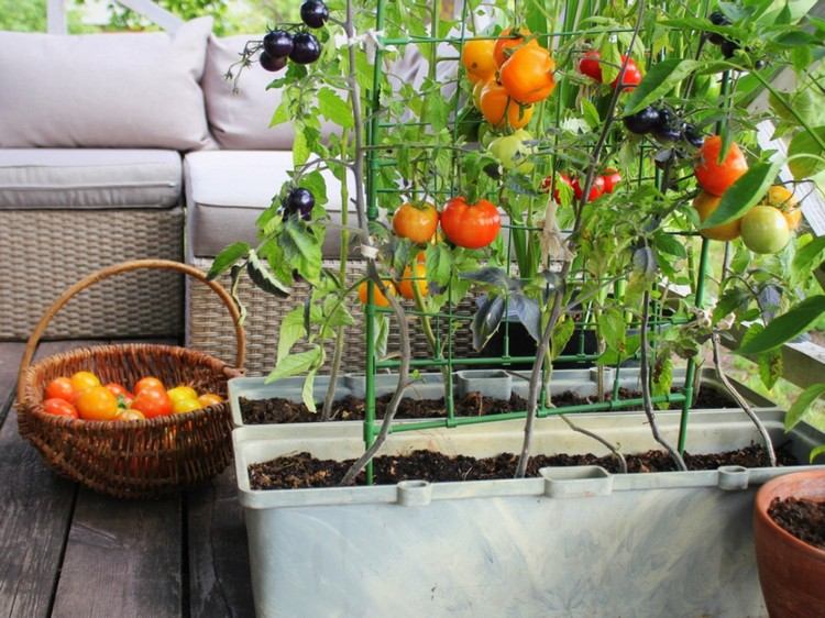 Plantera blomlådor med tomater för balkongen