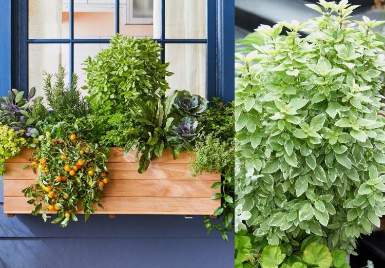 Plantera blomlådor med användbara växter, örter och grönsaker kombinerar fönsterbrädan