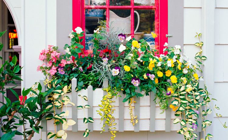 Plantera blomsterlådor Tips för hobbyträdgårdsmästare i frostiga förhållanden