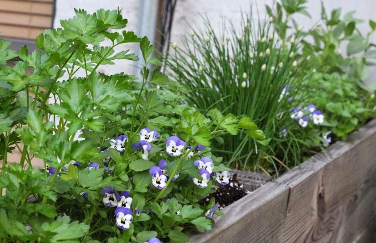 På våren kombinerar blomlådor fioler och prydnadslök