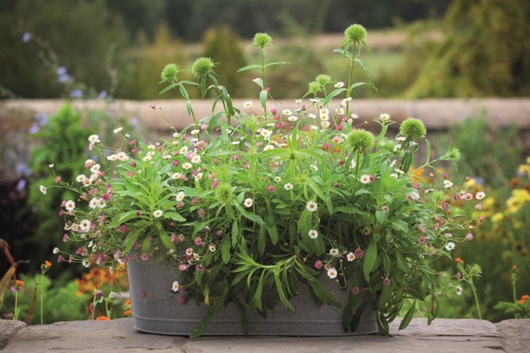 När ska jag plantera blommor på balkongen Tips för balkongplantering på våren