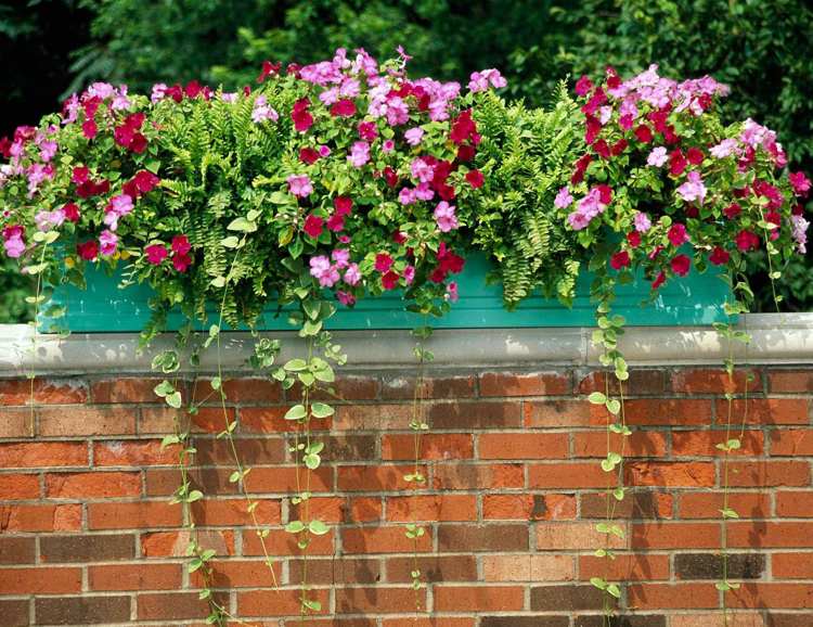 Plantera blomlådor på våren. Balkongarbete i mars och april