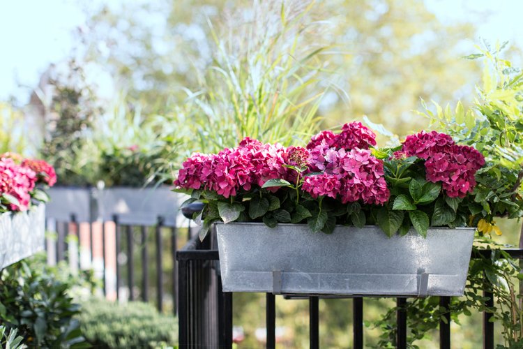 Planterar på våren med sommarblommor och vårblommor