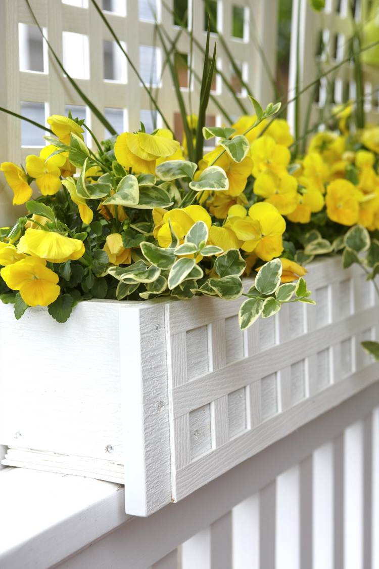 Plantera blomsterlådor på våren som blommar för april och maj