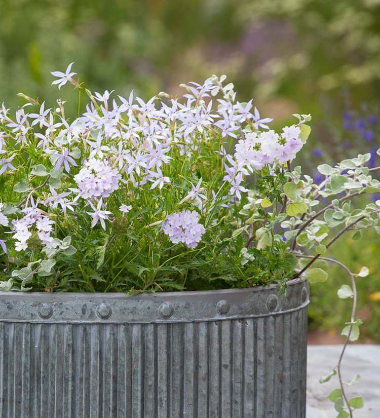 Vårplantering från metallbalkongen av metall med säsongsbetonade vårblommor