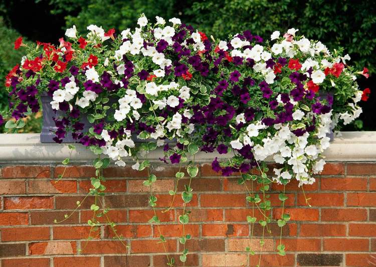 När ska man plantera blommor på balkongen, tips och färgglada kombinationer för våren