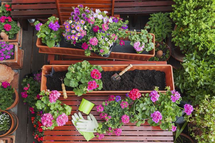 Plantera blomsterlådor Tips för vårliknande arrangemang och idéer till blomkombinationer