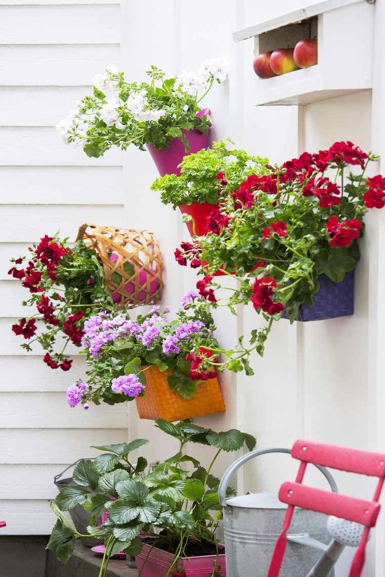 Plantera pelargoner i blomlådor Instruktioner och planteringstips